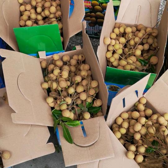 龙眼批发原产地