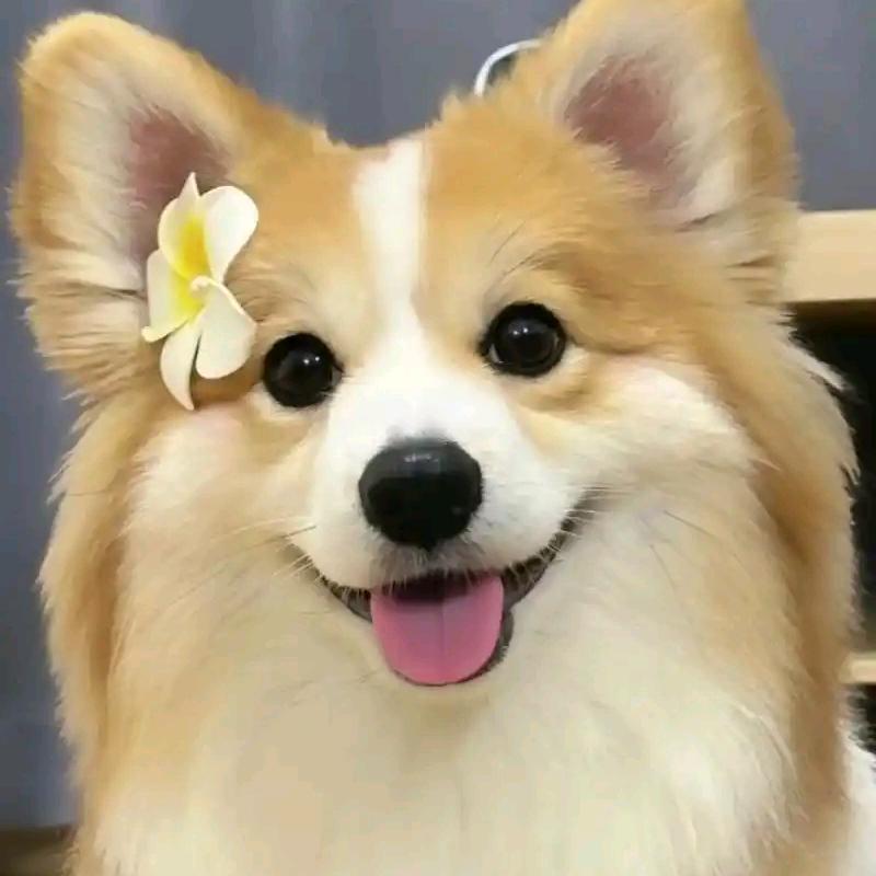 🍇变萌变淑女🍒