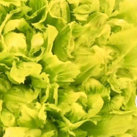 老袁的乡村生活