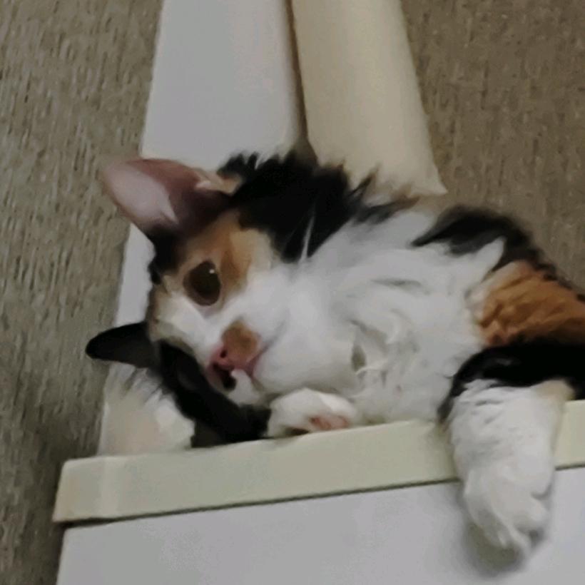 二百是只小猫咪