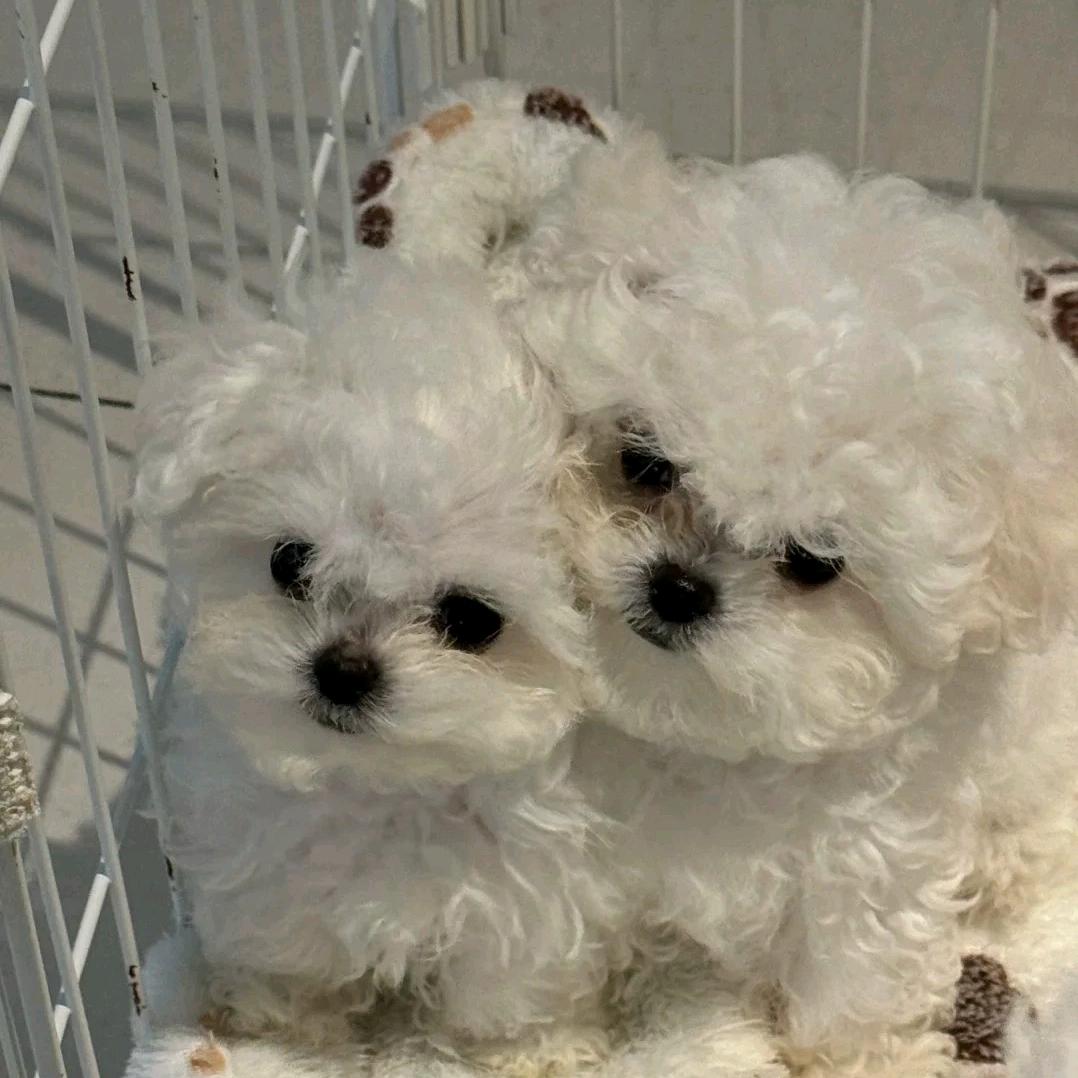 阿迪家宠物甄选