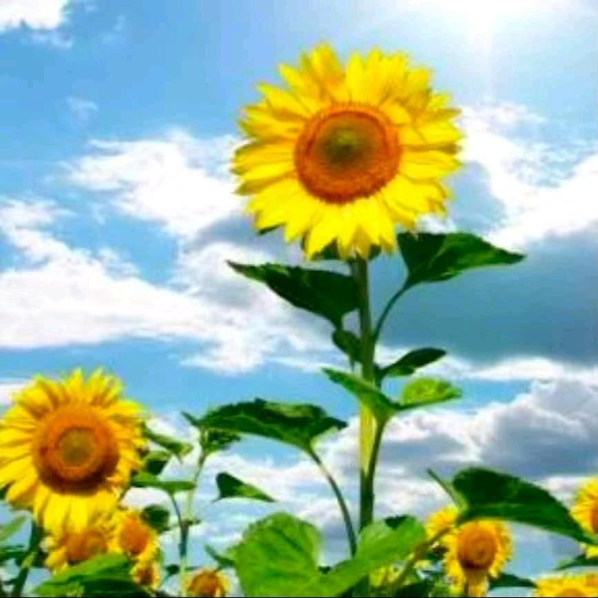 向日葵🌻