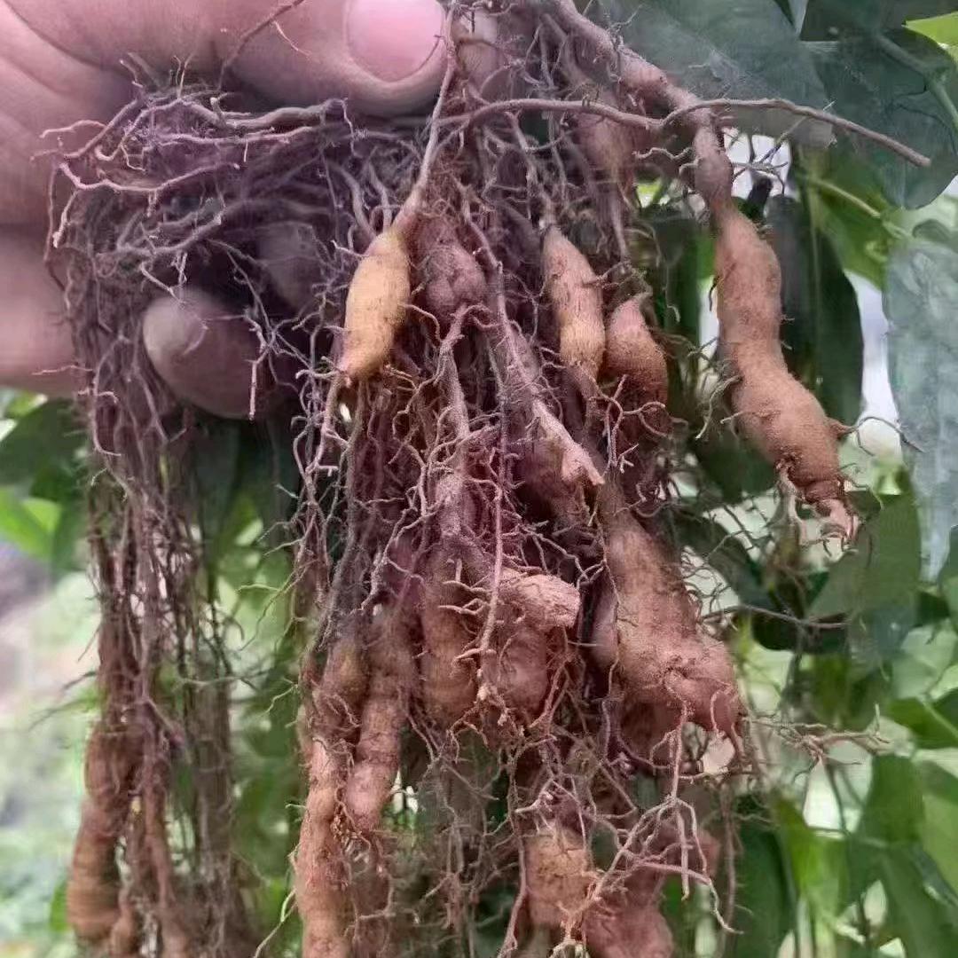 农业种植交流分享