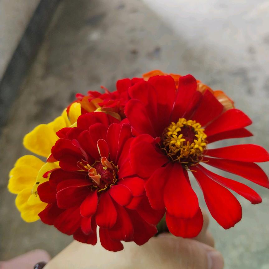 我是你的梧桐树