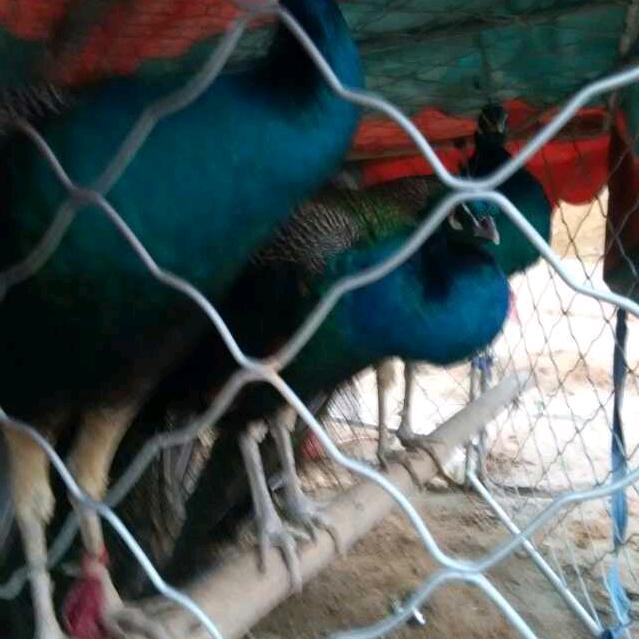 小谢
