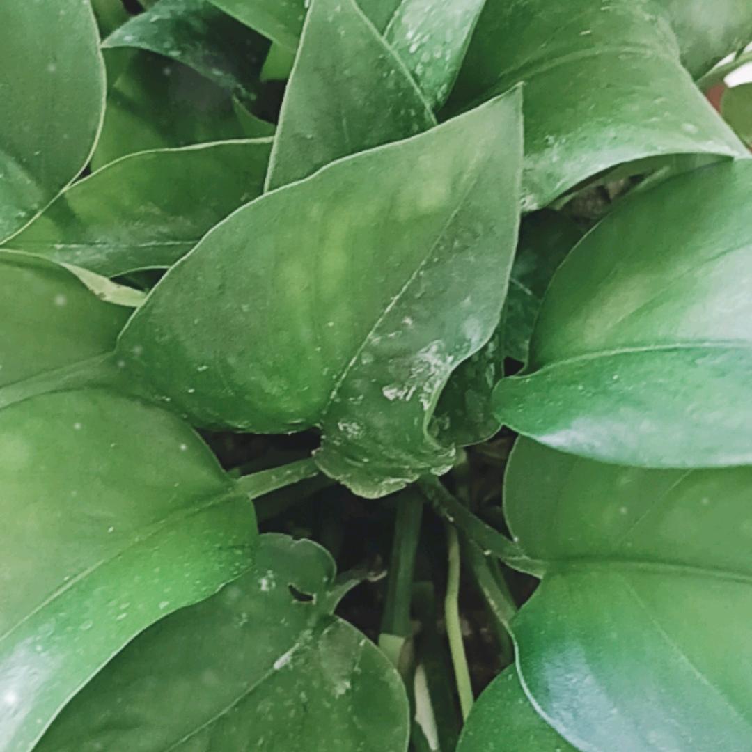 小白杨（谢绝连赞）