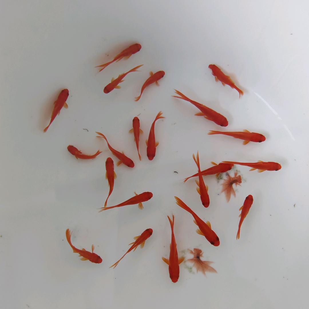 晓庆