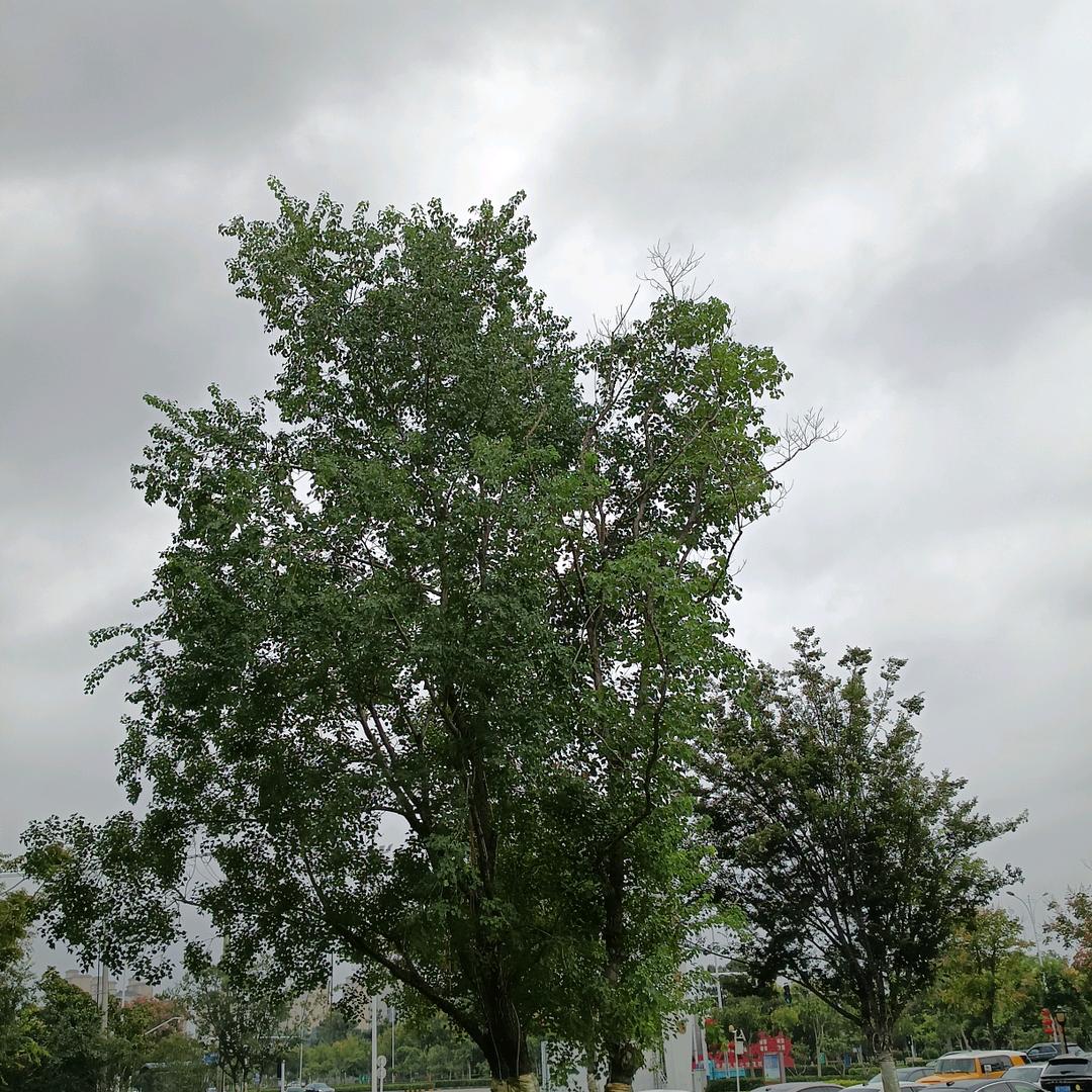 冬天的雪，乡村老妹，女，55岁，安徽谯城