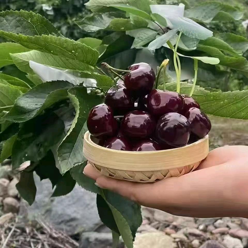 老马在农村