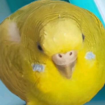 佳楠，铁锹和佳胆