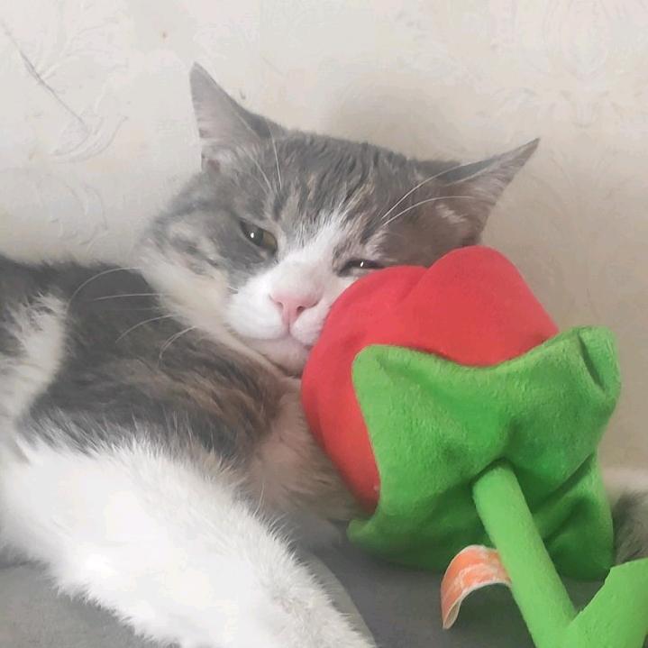 拖拉机-小麦o>_<o