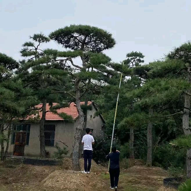宁静致远🌲