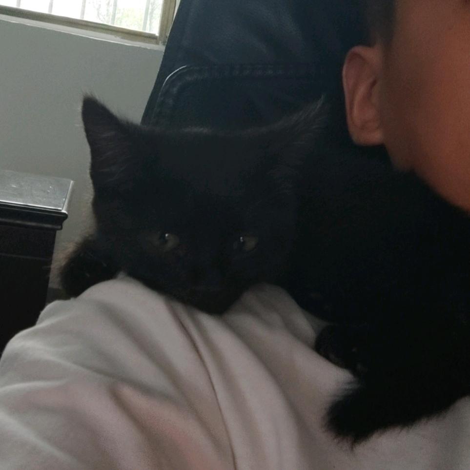 L 🐱
