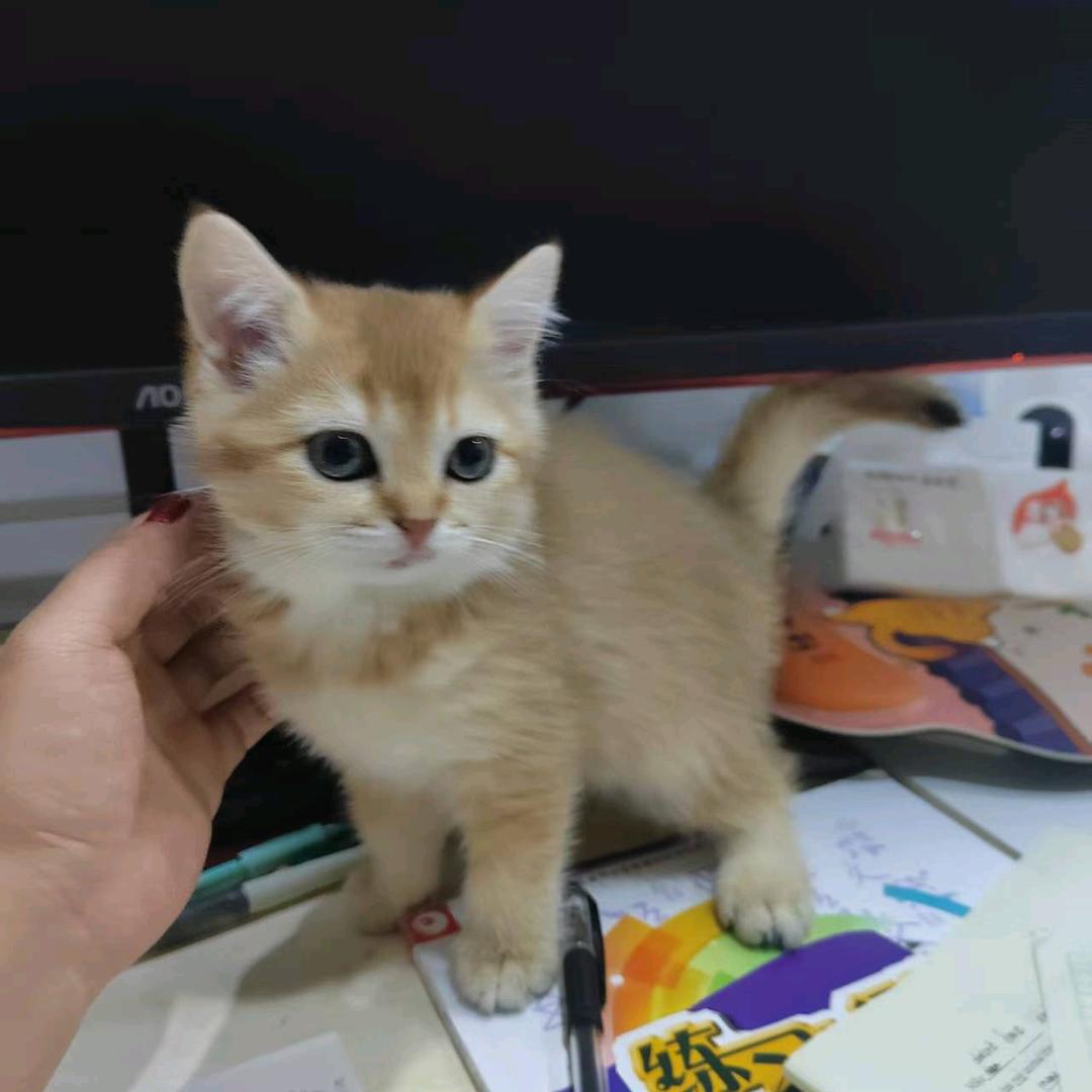 我的名字叫公主