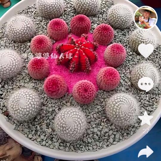 莆田市城厢区龙桥街道蔡冬妹美容店