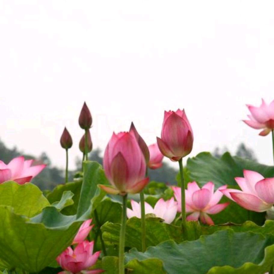 顺其自然-