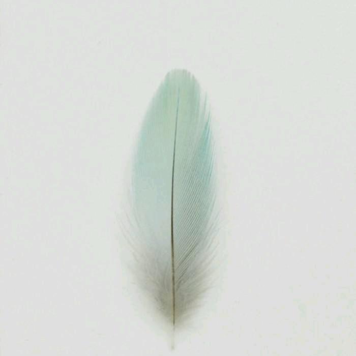 栀子