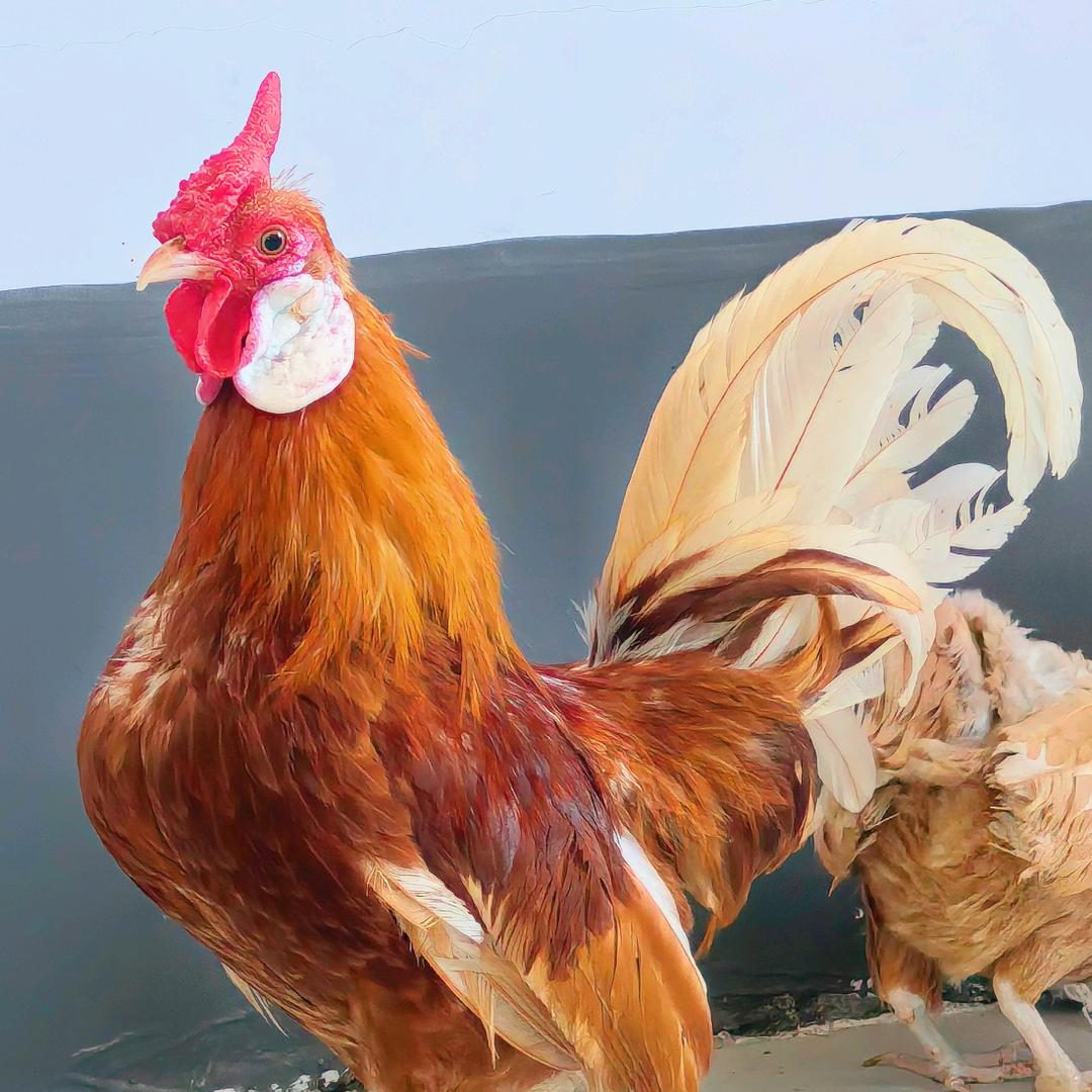 金羽鸡舍