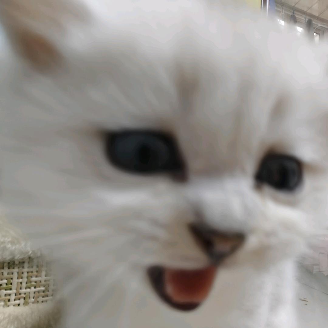 火辣俏丫头（长大版）