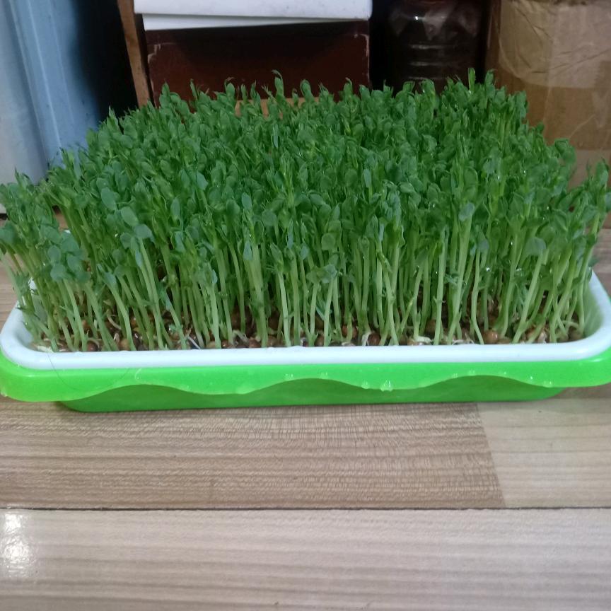 遵义老旅人（红果树限定版）