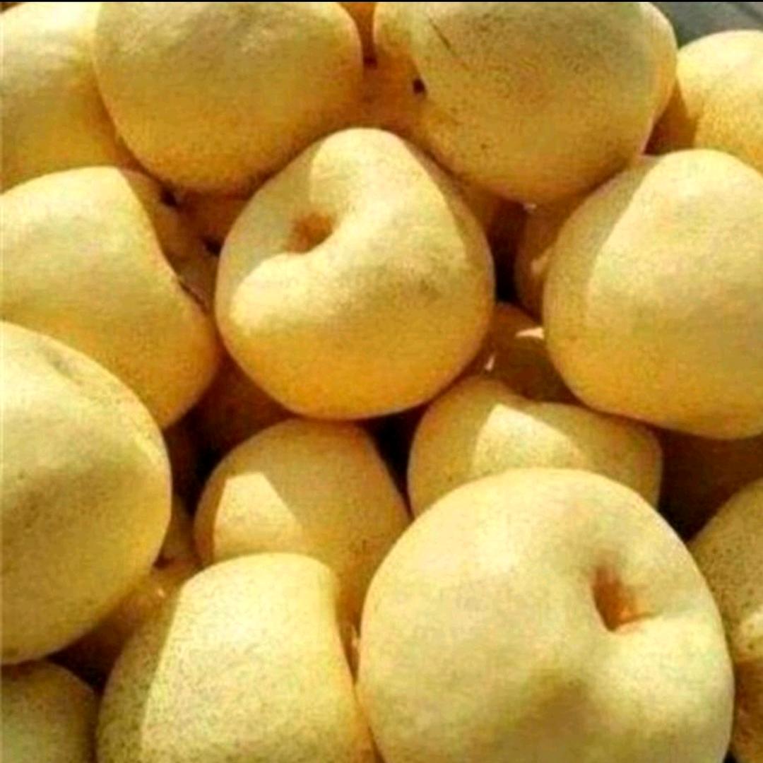 小郭（代收代销同川酥梨，雪花梨）