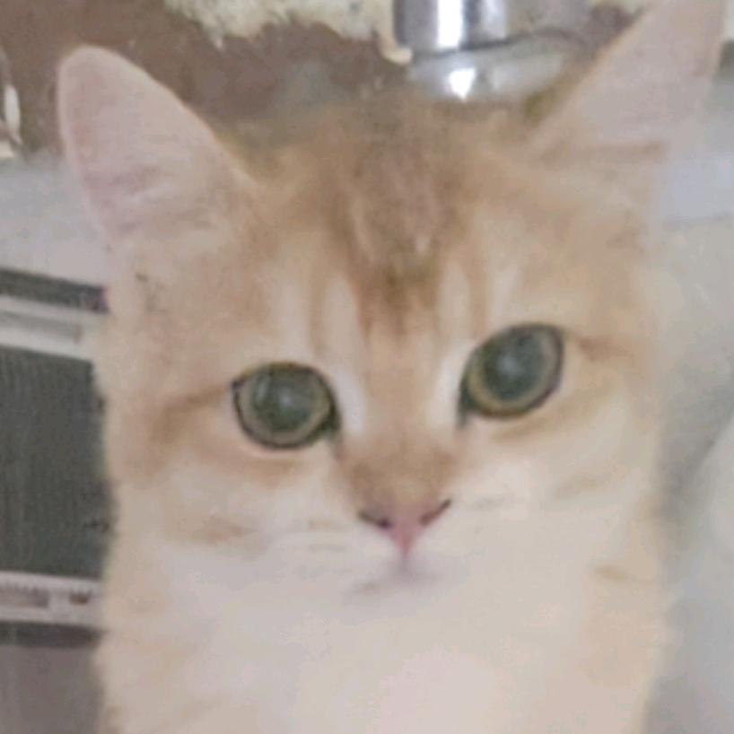 辣椒
