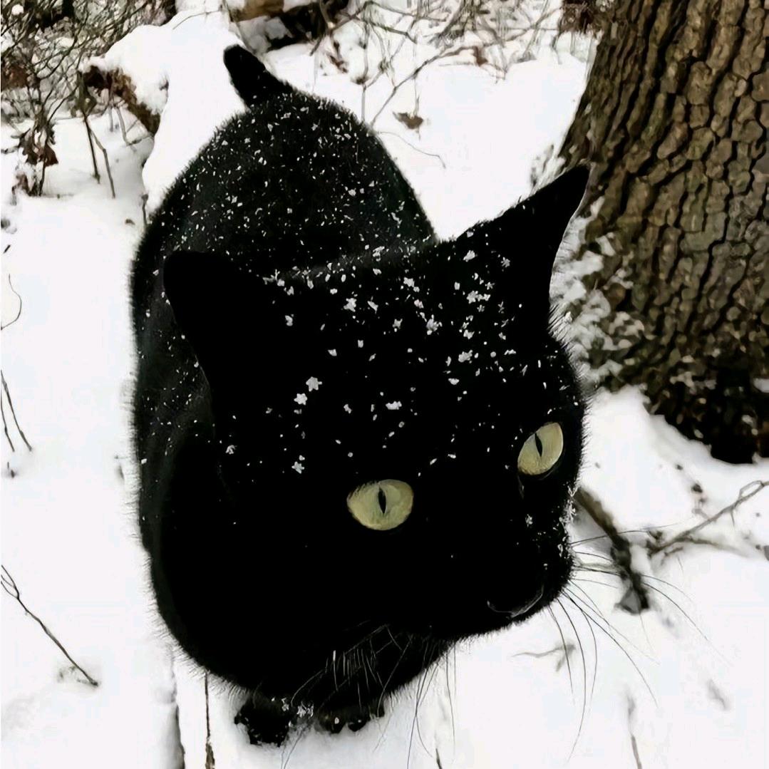 卡夫卡的向日葵