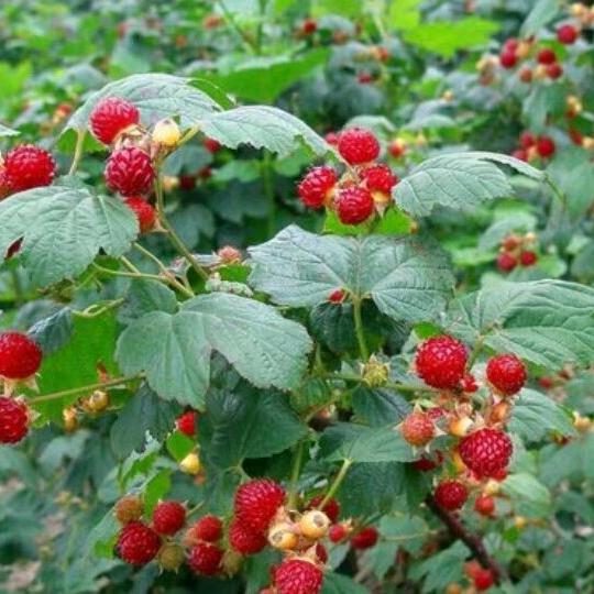 杭州怀城机械严选铺子