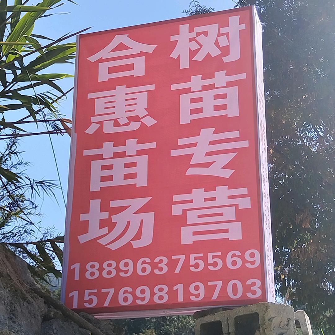 金平八角嫁接苗（合惠苗场）