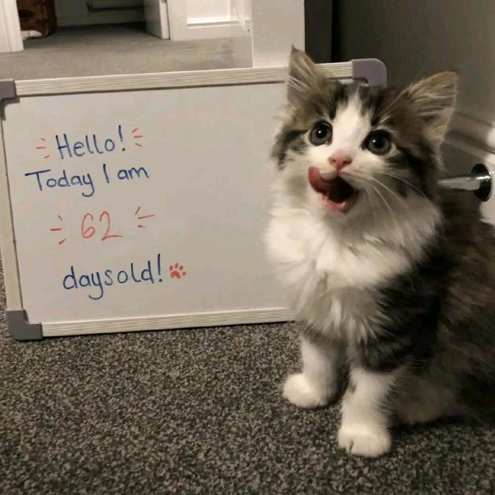 蹦蹦跳跳的花枝