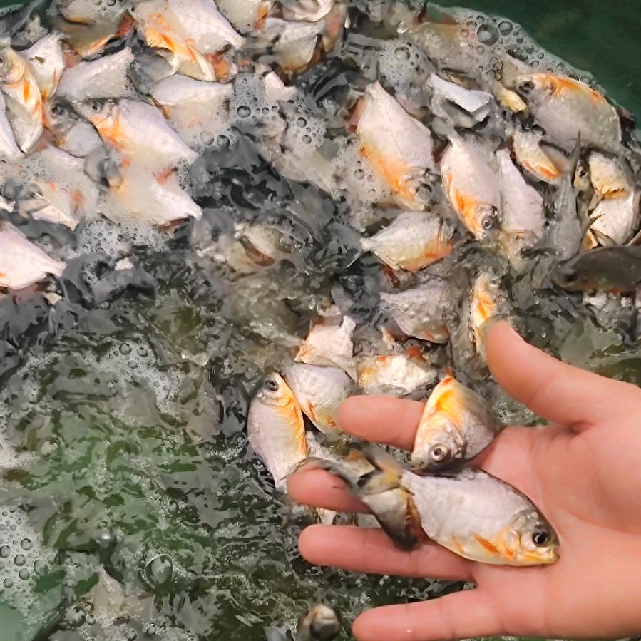 （丰兴水产）鱼苗场乐园