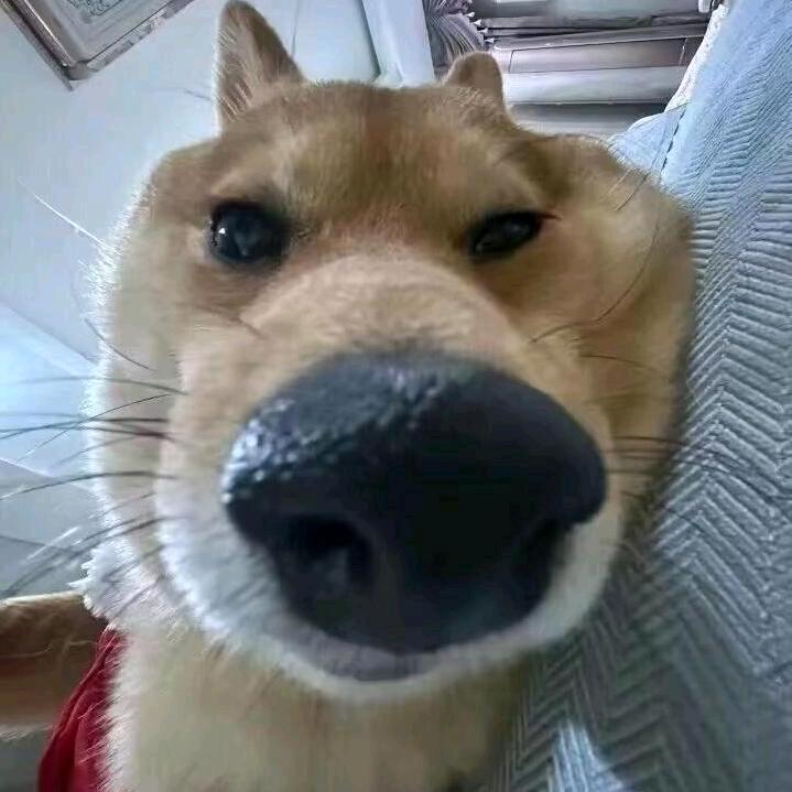 噢瑞芝