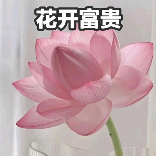 来财(◕ˇ∀ˇ◕)