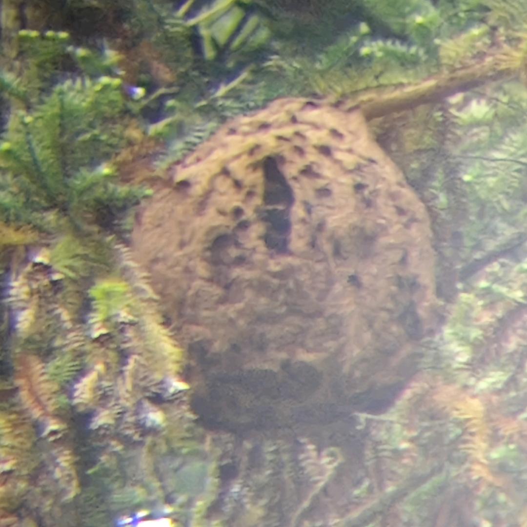 胡蜂蛰马蜂呀😅