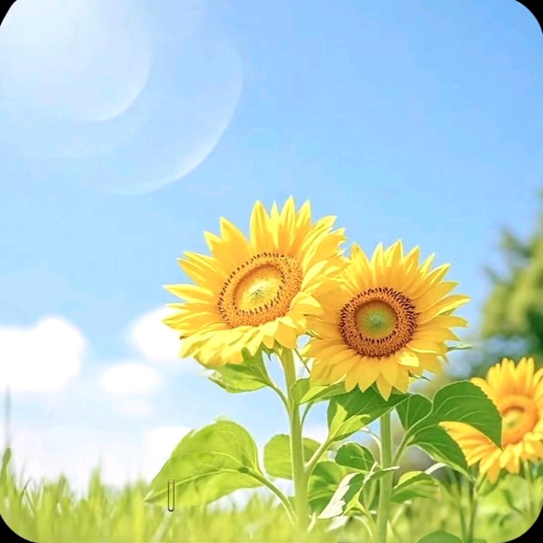 上善若水🤗🤗