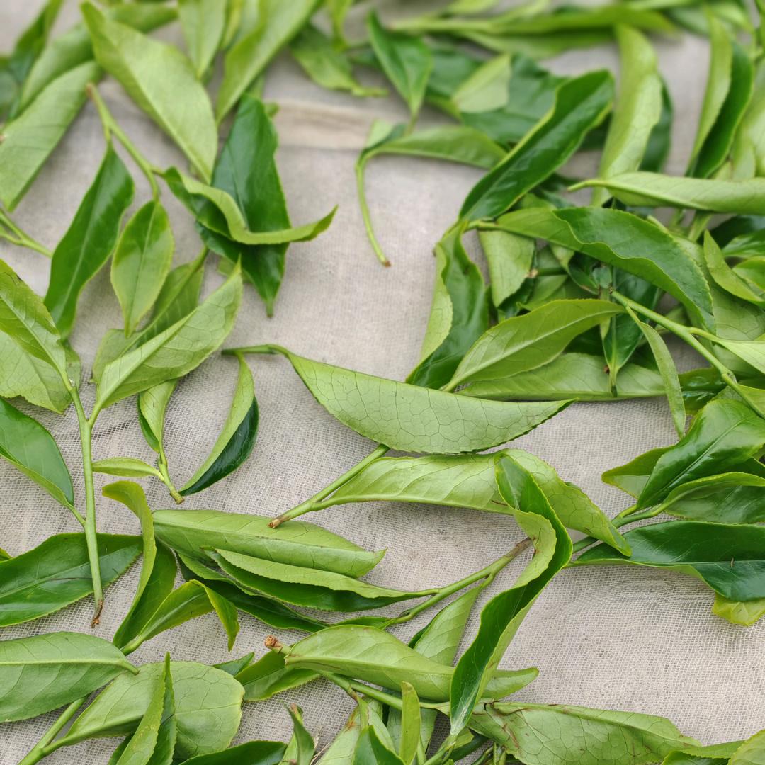 叶季山单枞茶