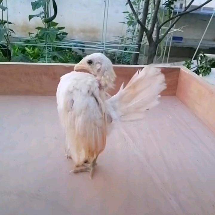 不务正业一塞拉玛