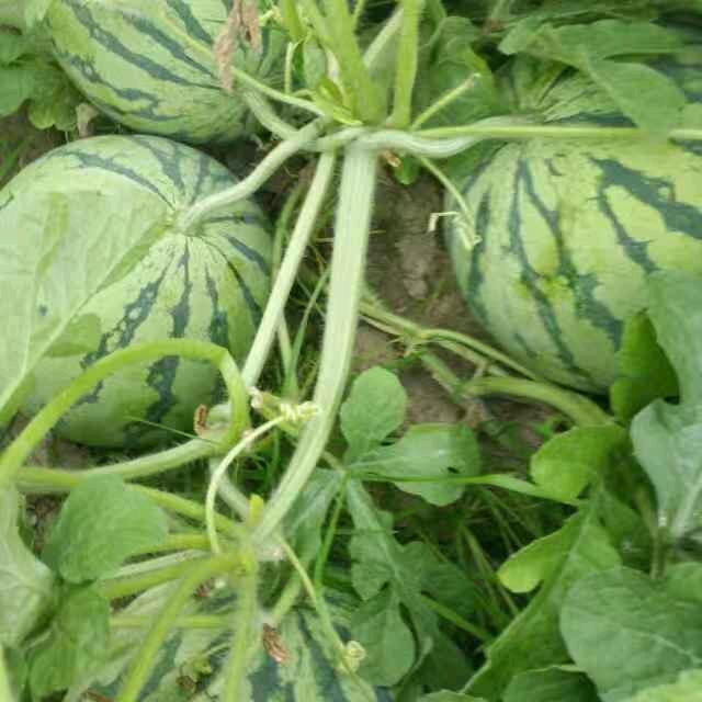 小刘西瓜🍉