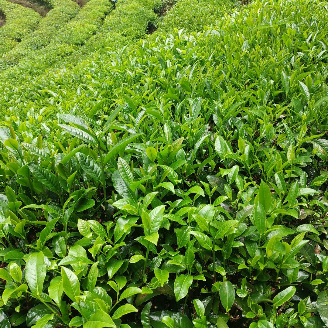 永兴茶姐《三股水》