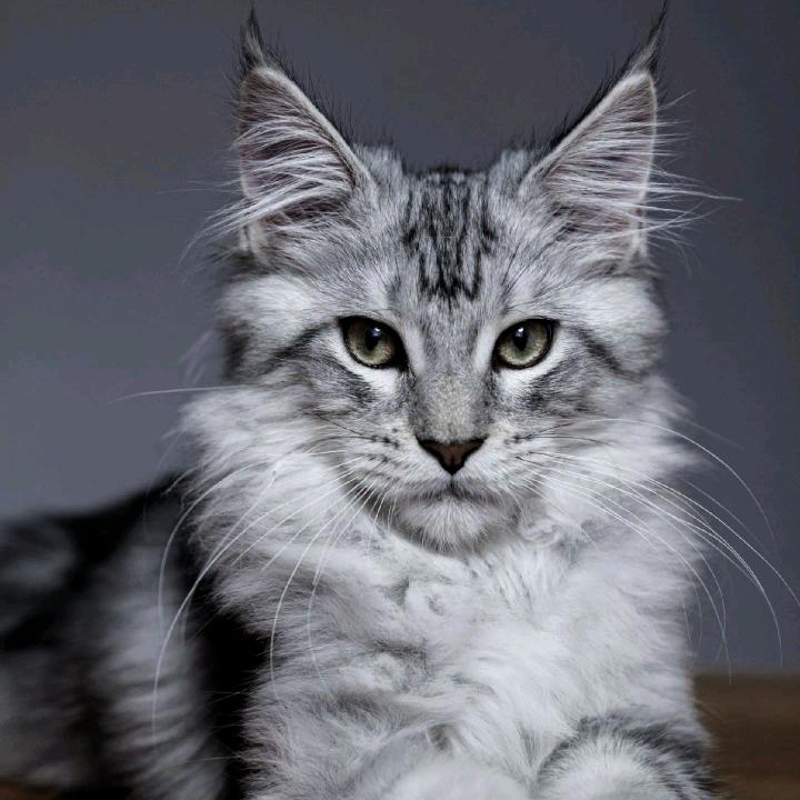 毛小宠（峰哥缅因）