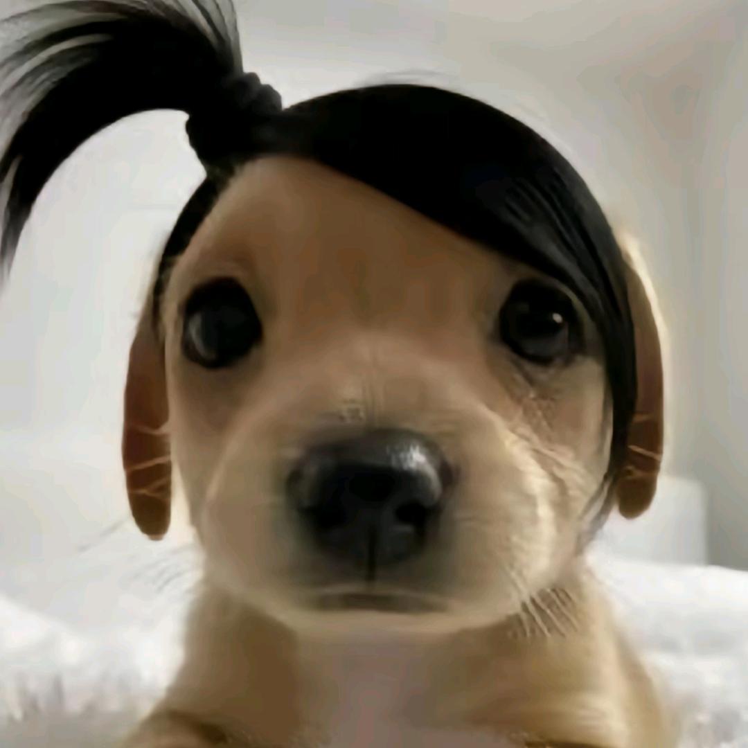 松鼠怎么叫