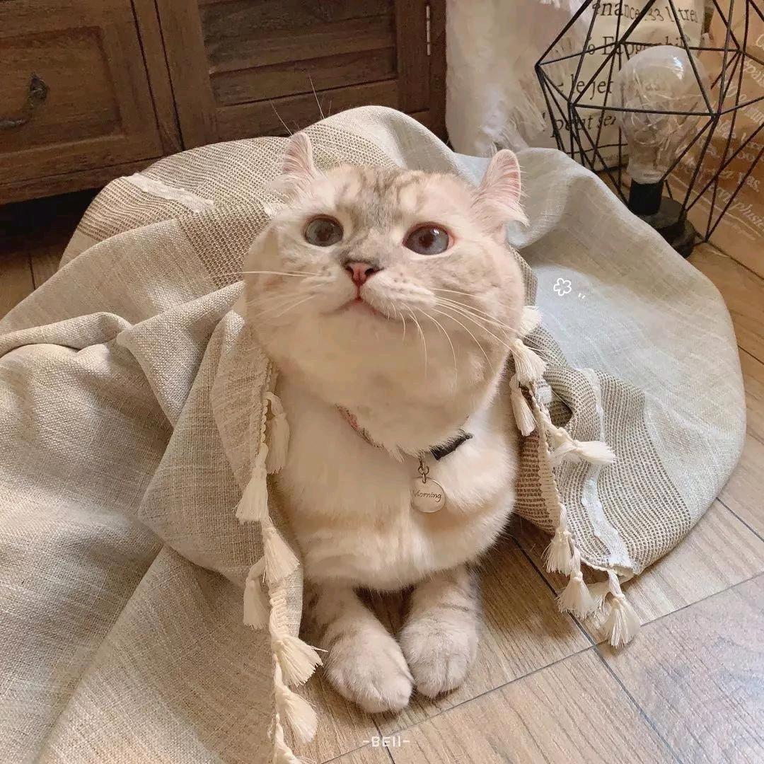 冷漠有洁癖的少爷对挑着粪担的我一见钟情