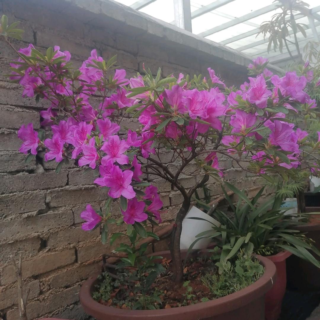 🐒天🍄天🌺幸🌸福🌹