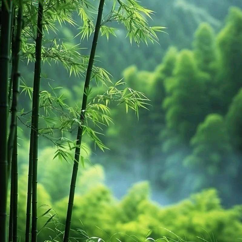 竹子