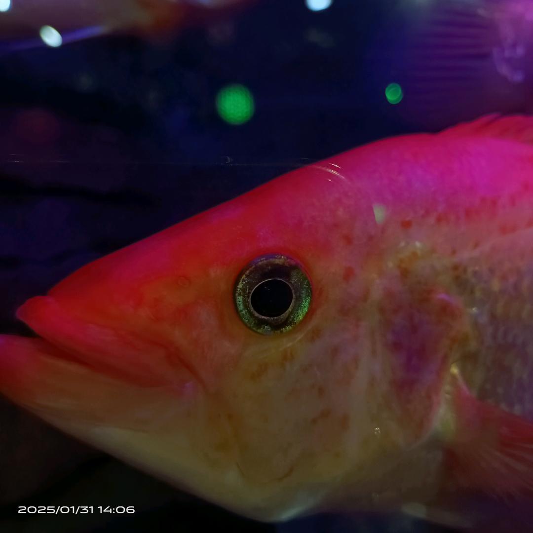 秋风扫落叶🦀🦀🦀🦀