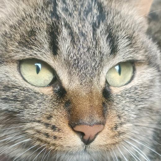 晓来谁染霜林醉