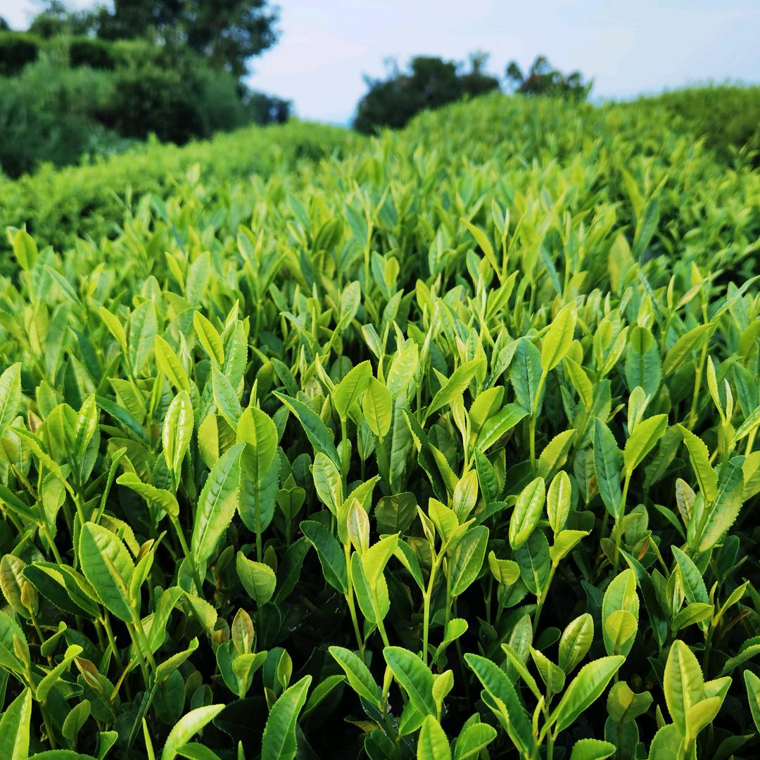 茶农小杨