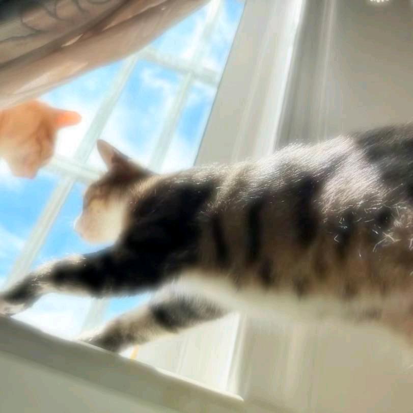 喵言喵语🐱