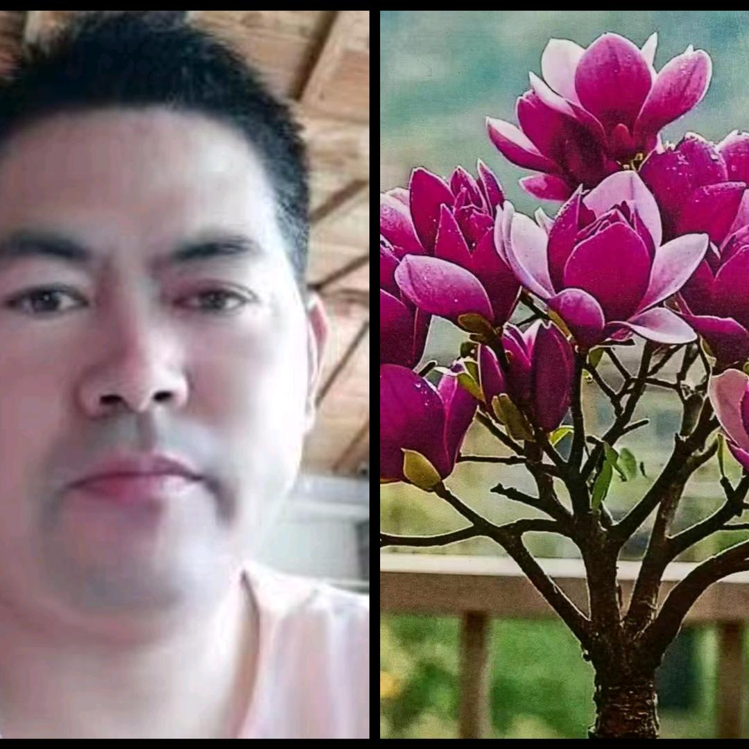 臧哥玉兰盆景月季