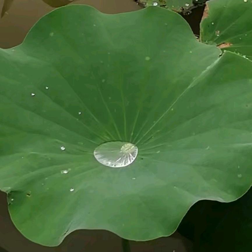 天歌